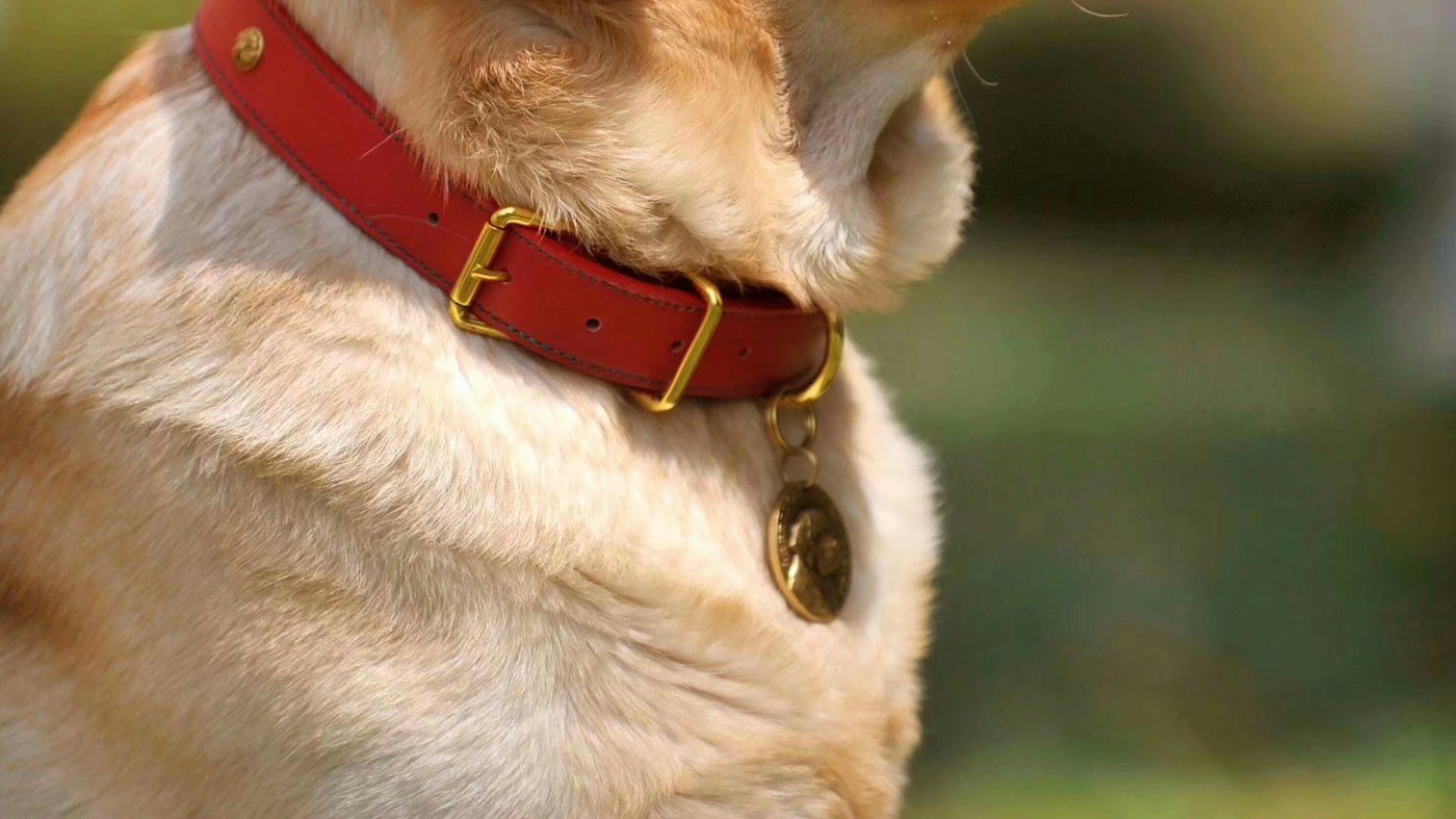 Example product style. A dog wearing a red nylon collar with a metal buckle and D-ring.